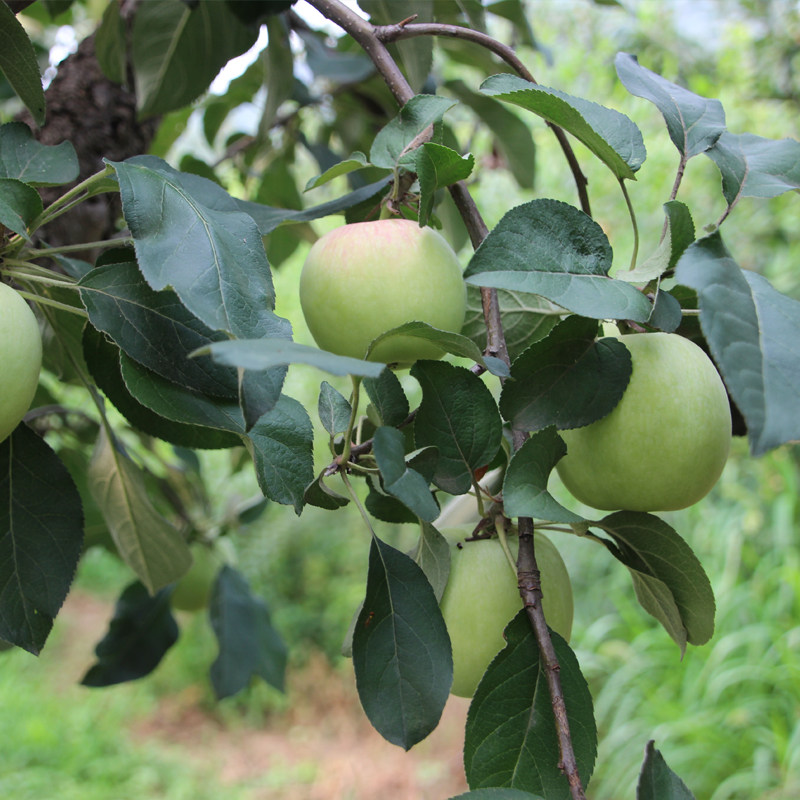 2016新鲜水果 青苹果 密云农家特产 酸青果 应季时令 特价 5斤