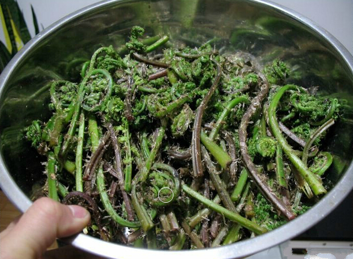 2016新品东北土 特产 源自长白山纯天然野生猴子腿250g干货 热卖_爱酷