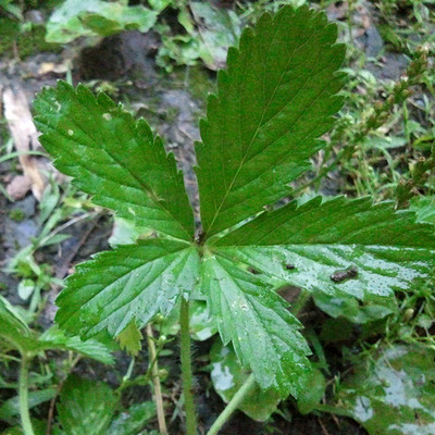 野生蛇含草 紫背龍牙 五爪龍 委陵菜 五葉蛇莓 清熱 *咳化痰