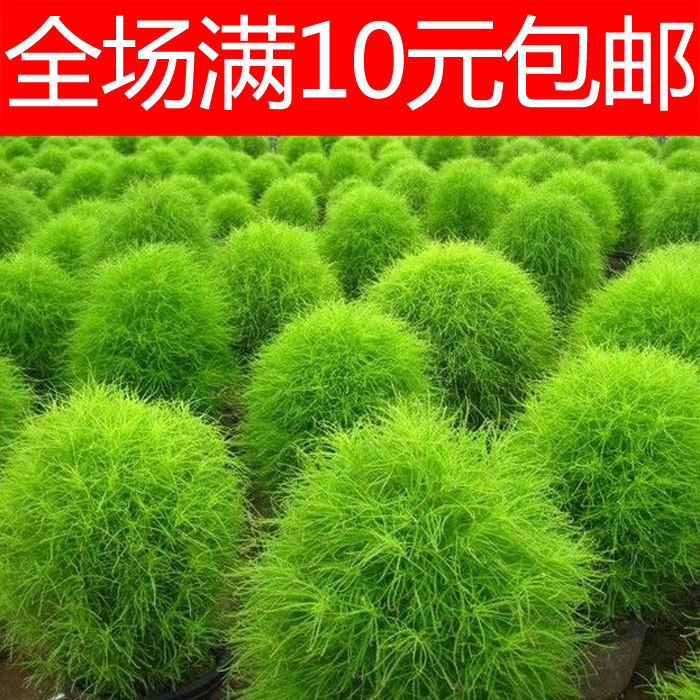 地肤孔雀松,孔雀松,孔雀松图片(第10页)_大山谷图库