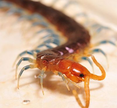 糙耳孔蜈蚣otostigmus (o.) scaber porat 国内最艳丽的小型蜈蚣