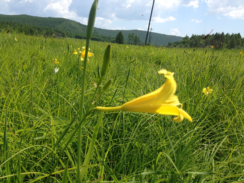 东北大兴安岭野生黄花菜 一斤包邮