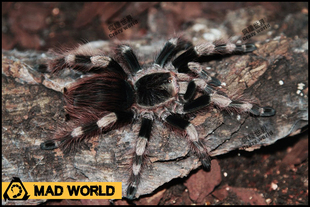 宠物蜘蛛 巴西黑 7厘米 公
