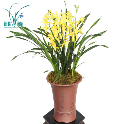 四季兰兰花苗建兰花卉盆栽 室内办公桌美观绿植物阳台庭院观花_4折现