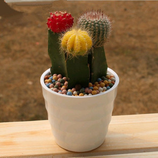 小仙人球 三色组合迷你盆栽 三色小仙人球