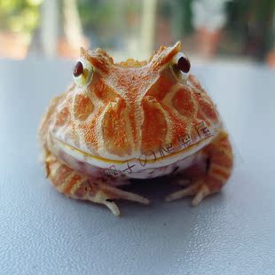 南瓜 美国进口 南瓜角蛙 角蛙活体 宠物蛙活体 两栖宠物