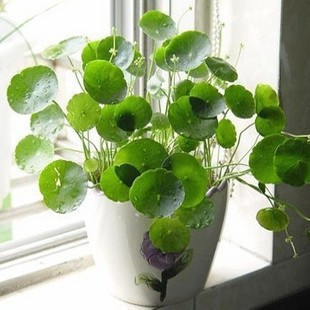 铜钱草水培植物盆栽土培花卉马蹄草金钱草花盆铜钱草套装水里植物