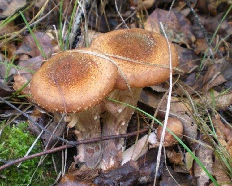 长白山野生榛蘑 新鲜榛蘑 鲜品蘑菇 东北野生新鲜下山 小鸡炖蘑菇