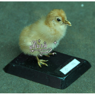 特价儿童教学仿真标本动物模型玩具小鸡标本学生实验标本