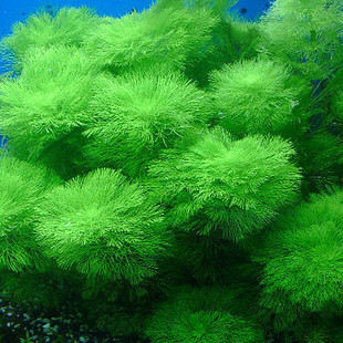 水草 草友之家 大宝塔草 水族箱疯狂水草 中景后景鱼缸水草造景 1支