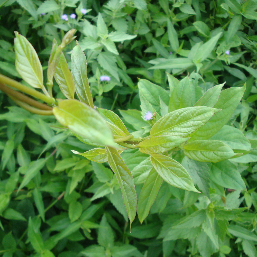 广东煲汤料野生臭屁藤通气藤鸡矢藤通气降火清热利湿 鸡屎藤