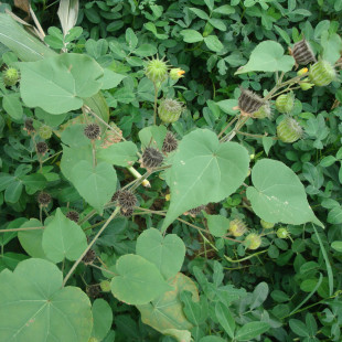 新鮮野耳響草磨盤草埃礱蜘蛛苘麻野苧麻耳聾草響耳草磨仔草磨檔草