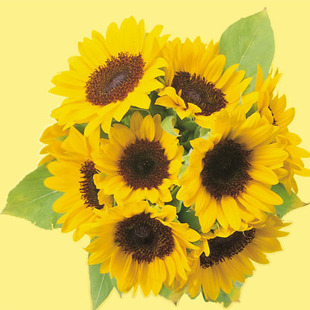 云南鲜花批发斗南花卉批发家庭装饰婚礼用花绿化向日葵1支