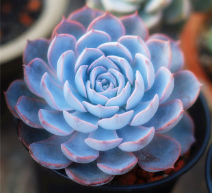 绿植 皮式石莲花粉石莲肉肉绿植大棚基地直销 韩国进口多肉植物蓝石莲