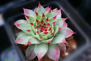 铁观音 长生草属 凌娟 多肉植物盆栽 不怕冷不怕热 巨好养活