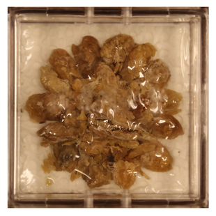 同仁堂 蛤蟆油 15g/盒