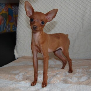 【特价】小鹿 纯种迷你超可爱小鹿犬幼犬,可上门挑k