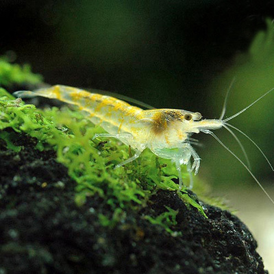 观赏虾黄金米虾宽金背小虾活体活宠物虾除藻虾水晶虾活体4只一组