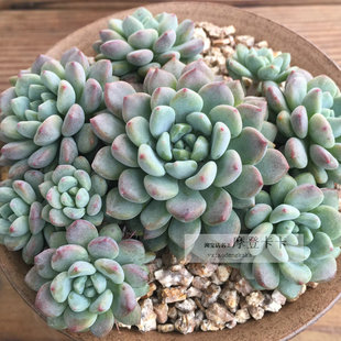 花乃瑾多肉植物群生老庄阳台盆景一物一拍