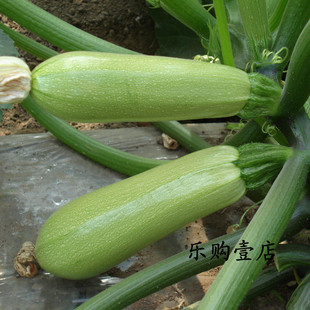 庭院 西葫蘆種子 家庭陽臺盆栽蔬菜 庭院菜園易種水果蔬菜種子 菜茭瓜