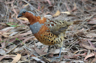 厂家 竹鸡标本 假媒电媒标本 竹鸡假媒标本 绳套专家厂家直销全国包邮