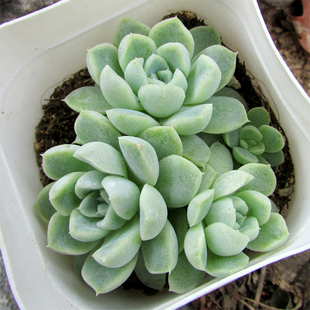 群生厚叶月影/阿尔卑斯多肉绿植小盆栽可一物一拍 多乐湾