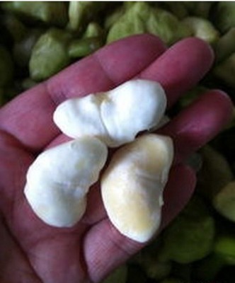 16年嘉兴南湖菱角米去壳菱角红菱绿菱任选正宗南湖菱角仁500g包邮