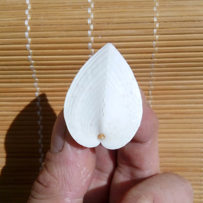 天然海螺贝壳鸡心贝 双壳同心贝 情侣贝 恋人创意礼物 橱窗设计