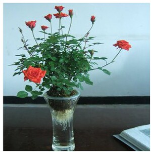 盆栽花卉 水培花卉水培植物 水培月季 水培玫瑰