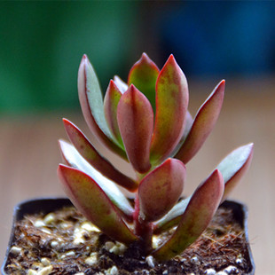 丹格朗斯多肉植物群生精选进口铭品室内萌物盆栽满额包邮真美多肉