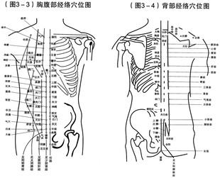 569字画展板海报展板素材3胸腹部经络穴位背部经络穴位图