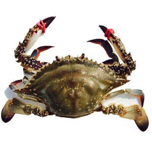 鲜活海蟹梭子蟹母螃蟹 大连飞蟹 满黄新鲜海鲜水产 京津冀4只包邮