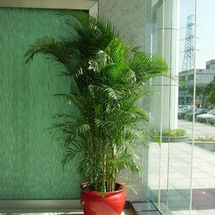 小椰子树袖珍花袖珍椰子盆栽水培花卉绿植植物盆栽盆景一株