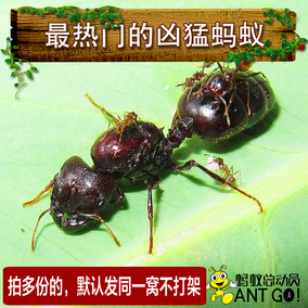 敏捷扁頭猛蟻pachycondyla astuta 寵物螞蟻活體