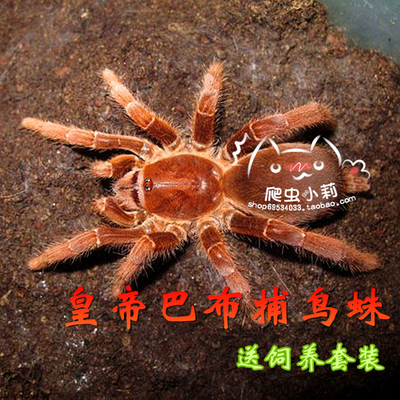 皇帝巴布捕鸟蛛 活体蜘蛛 会发出嘶嘶的怒吼2cm左右大苗超大超凶