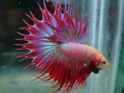 泰国斗鱼马尾狮王半月将军双尾半月大耳将军大耳半月搏击巨斗