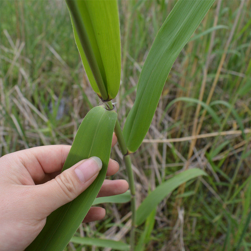 粽叶纯野生新鲜芦苇叶粽子叶现摘现发端午节包粽子一件200片包邮
