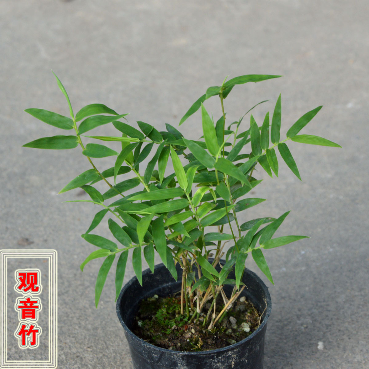 小叶米竹,米竹,米竹的修剪_大山谷图库