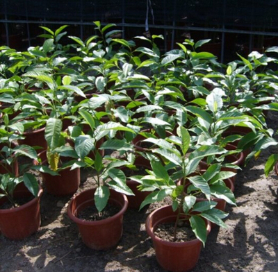 白兰花盆栽 白兰花苗 木兰花黄桷兰黄果兰白玉兰花苗 绿植花卉