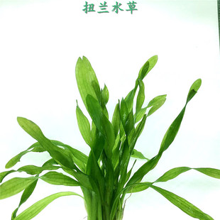 扭兰水草柳兰中后景纽兰水草鱼缸造景水兰类水中叶真水草市场罕见