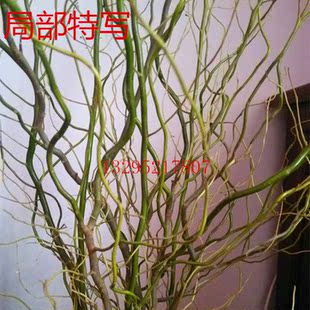 龙柳水培,龙柳,水培龙柳图片_大山谷图库