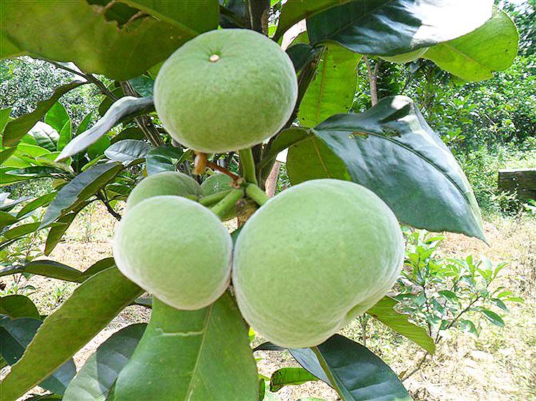 化橘红片化州橘红果切片/化橘红茶包邮化州特产