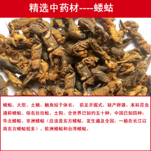 土狗 中药材 蝼蛄/拉蛄 野生 梧鼠 土狗 拉拉狗 100g包邮