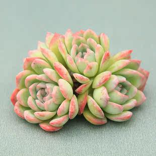 【特价】萌肉物语 群生肉肉 月影系水莲 果冻色 一物一拍多肉植物_步