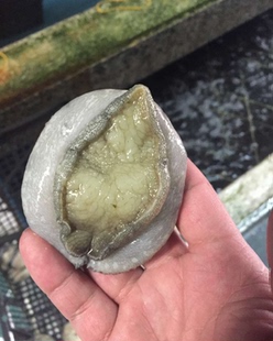 进口南非珍珠鲍 南非特产野生鲍鱼 特级 海鲜鲜活批发1.2两/只