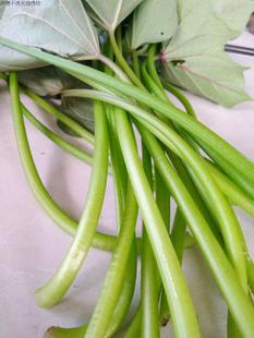 2017农家新鲜地瓜梗现下单现摘嫩叶去叶留光梗足称五斤19.8元