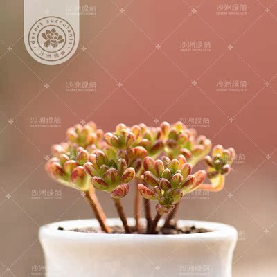 多肉植物丸叶小人祭丸叶多肉景天科莲花掌属棒型叶片带红线粘液