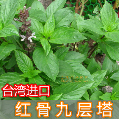 台湾红骨九层塔种子 甜罗勒种子香草种子 阳台种植金不换必备20粒