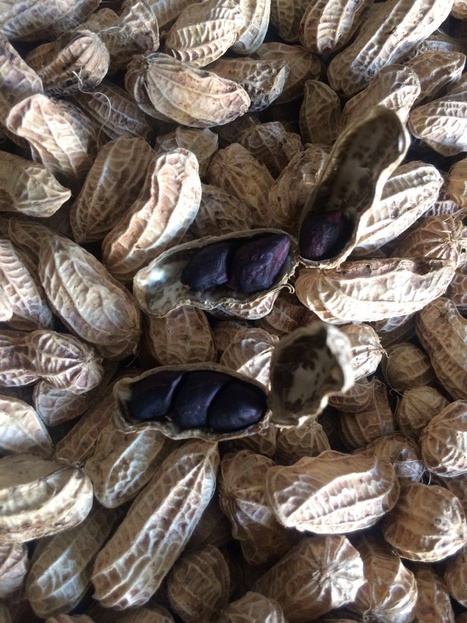 云南普洱镇沅带壳富硒黑花生 黑花生 甜花生 黑皮黑衣花生 包邮