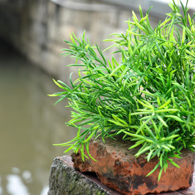 仿真绿植 苗苗花艺工厂 植物墙绿植配材背 7头地豆草